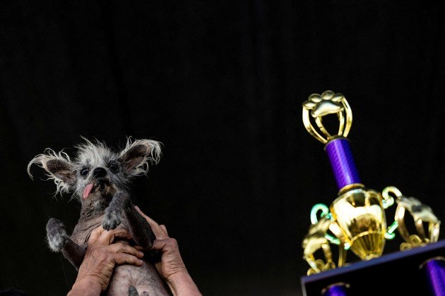 Já na Feira de Sonoma-Marin, na Califórnia, tivemos a competição anual de cães mais feios do mundo. O vencedor foi esse simpático aíLEIA MAIS: Pequenos e furiosos: mangustos atacam águia imensa para libertar colega das garras do predador