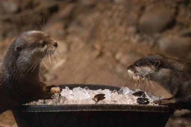Também está muito calor, e essa dupla de lontras come uma iguaria de mariscos dentro de um balde de gelo, no Zoológico de Houston, Texas (EUA)VEJA TAMBÉM: Casa construída em cima de falha geológica não pode ser demolida e faz estrada ser desviada