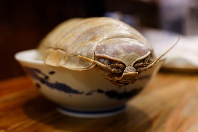 Um ramen com esse isópode gigante (um crustáceo que lembra bastante uma barata que vive nos oceanos) é fotografado em um restaurante de Taipei, capital de Taiwan. Comeria?VALE SEU CLIQUE: Mãe encontra cobra muito venenosa escondida no sapato do filho. Consegue achá-la?