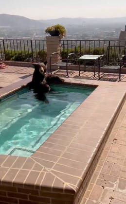 E nos Estados Unidos faz muito calor. A ponto de ursos invadirem propriedades e se refrescarem em piscina, como mostra essa imagem obtida pela polícia da CalifórniaLEIA MAIS: Influenciadora que gastou R$ 1,2 milhão em cirurgias diz que finalmente ativou o 'modo boneca'