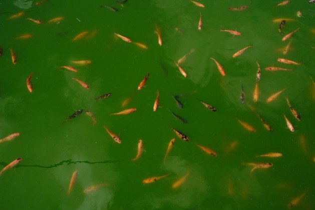 Tilápias vermelhas nadam no tanque de um projeto de piscicultura, em Havana, CubaVALE SEU CLIQUE: Homem vê nuvem em formato de carpa e captura peixe maior que seu cachorro pouco depois