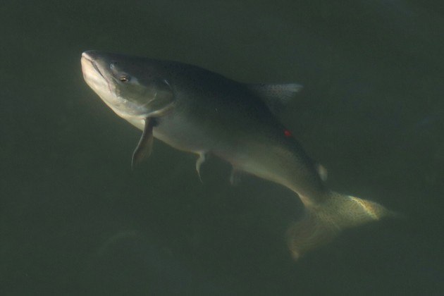 É hora de um passeio no mar. Começando por esse salmão em pleno processo de migração, que luta bravamente contra o anzol de um pescador em um canal no Canadá