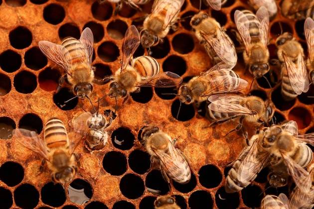 Uma abelha mastiga uma tampa de cera dentro de uma colmeia, no Hatta Honey Bee Discovery Center em Hatta, nos Emirados Árabes UnidosCONTINUE POR AQUI: Esquilos, macacos e galinhas: esses animais parecem indefesos, mas já mataram humanos