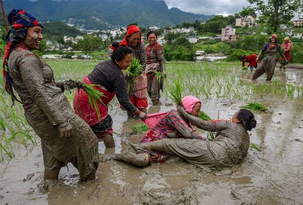 No  Dia Nacional do Arroz do Nepal, mulheres plantam mudas e fazem divertidas guerras na lamaVALE SEU CLIQUE: Jovem chega ao baile de formatura dentro de caixão carregado por pai e irmão