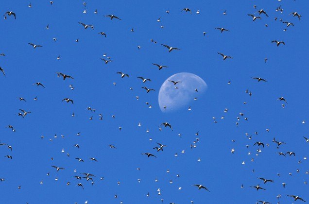 Já essas gaivotas voam em frente à Lua diurna, durante as marés altas no Reino UnidoNÃO PERCA: Quase todos anos, donos de barcos precisam empurrar ilha flutuante imensa: 'Esforço comunitário'
