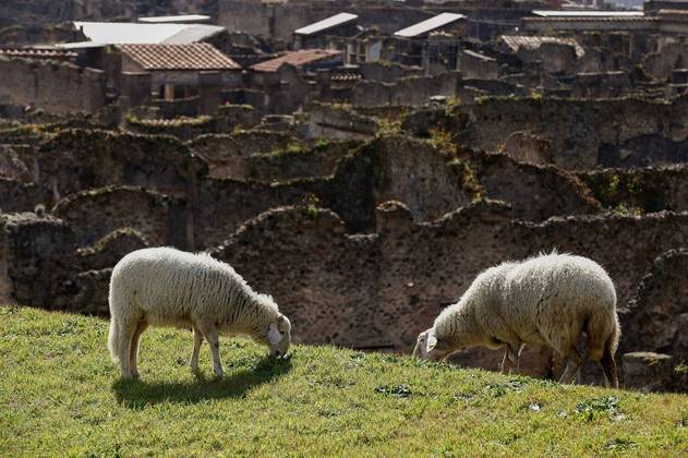 Agora, uma imagem de paz: ovelhas pastam, como parte de uma iniciativa para impedir que ruínas antigas cresçam verdes em áreas não escavadas do sítio arqueológico de Pompéia, na Itália. Até semana que vem!CONTINUE POR AQUI: Quase ninguém conseguiu encontrar um leopardo camuflado nesta imagem. Você é capaz?
