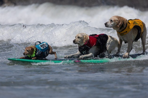 Carson, Rosie e Charlie competem no World Dog Surfing Championships (Campeonato Mundial de Surfe Canino), disputado na CalifórniaNÃO PERCA: Esta galinha rara completamente preta chega a ser vendida por R$ 28 mil