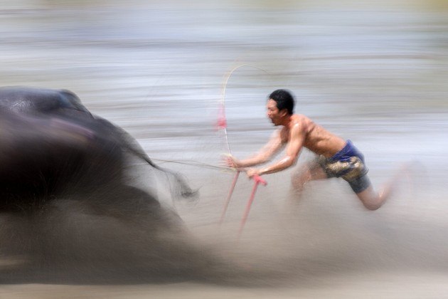 O mundo gira, e planeta continua maluco! Na Tailândia, ocorreu a famosa e esperada corrida de búfalos de Chonburi, na Tailândia, um dos eventos mais esperados de um festival de troca de estação da região