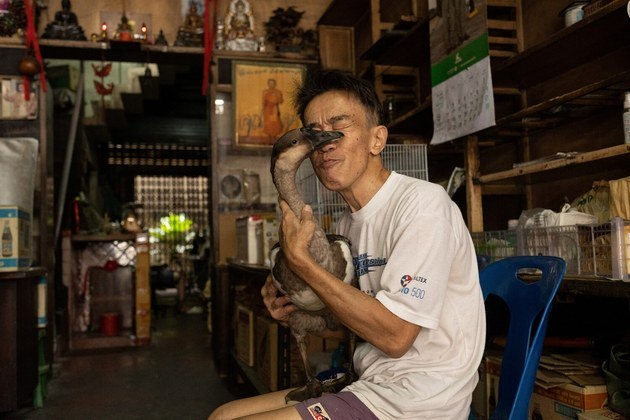 Um homem acaricia o ganso de estimação, durante o expediente na loja dele, em Bangkok, na Tailândia