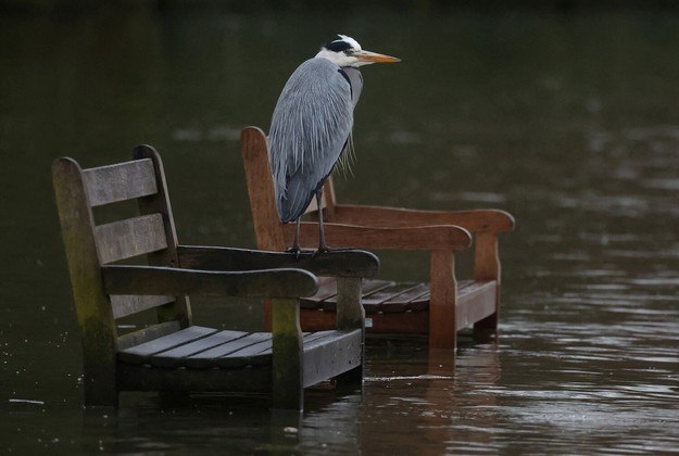 O mundo gira, e o planeta continua praticamente igual: maluco! Em Londres, uma garça pousa em cadeiras parcialmente submersas, tudo por causa de enchentes causadas por inundações e chuvas prolongadas