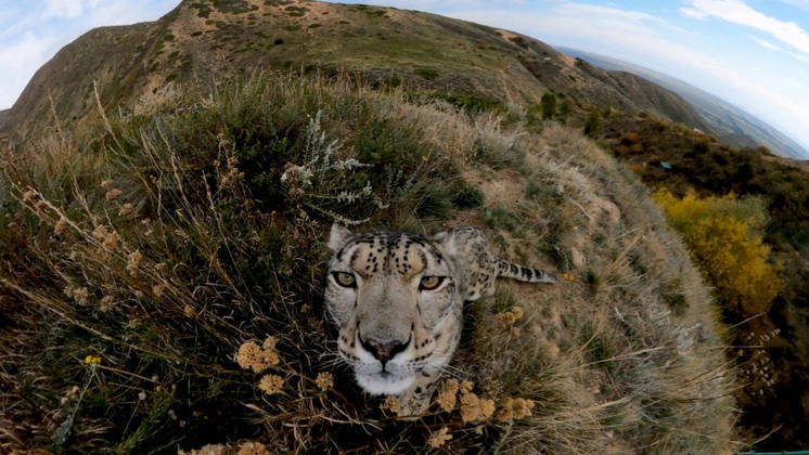 Um leopardo-das-neves, lentamente se recupera como espécie. O aumento do número de indivíduos ocorre muito graças à introdução de métodos de pastoreio mais sustentáveis ​​e ao treinamento de pastores como guardas de conservaçãoVALE SEU CLIQUE: Dor e sangramento: larvas carnívoras infestam orelha de idoso e perfuram seu tímpano