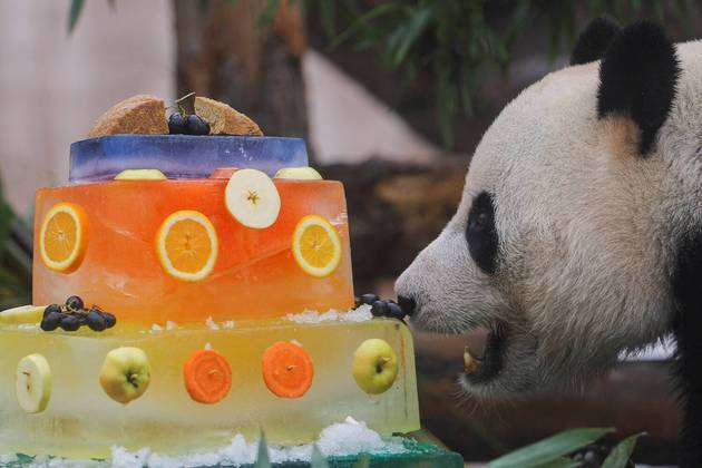 Ru Yi, um panda gigante macho, encara uma refeição gelada, feita para comemorar o Dia Internacional do Panda, em um zoológico em Moscou, na Rússia