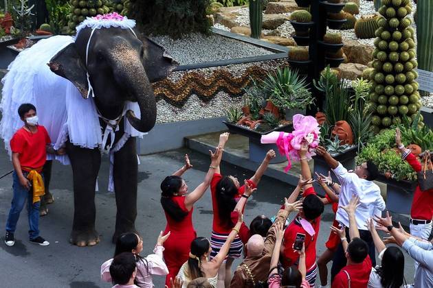 Um elefante joga um buquê de flores para casais, durante uma celebração do Dia dos Namorados, na Tailândia. Até semana que vem, com mais Planeta MalucoCONTINUIE POR AQUI: Urso 'churrasqueiro' e selfie de cervo: fotos mostram animais em situações muito bizarras