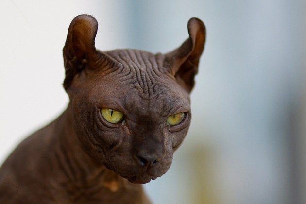 Este gato da espécie sphynx não parece muito feliz. Mas ele tem motivo para isso: o felino foi resgatado pela polícia de uma prisão do México, com uma tatuagem escrita 
