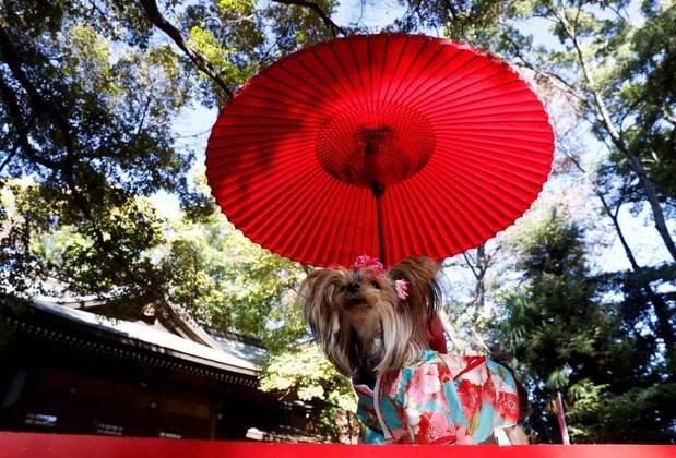 Um cachorro de estimação tem sua foto tirada por seu dono durante uma bênção Shichi-Go-San, tradicionalmente realizada para crianças pequenas pedirem saúde e felicidadeLEIA TAMBÉM: Capsula do tempo de 1726 é aberta contendo moedas e documentos de 300 anos atrás