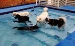 Cachorros brincam na piscina do 'My Second Home', uma instalação interna climatizada para cães e gatos, em DubaiLEIA MAIS: Cirurgias plásticas e vida cor-de-rosa: Barbies e Kens humanos fazem sucesso na internet