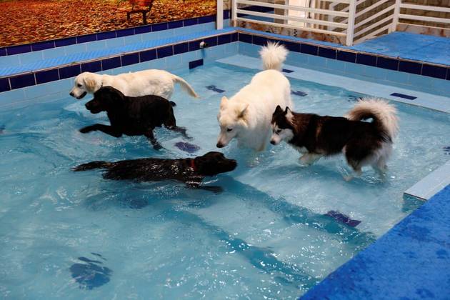 Cachorros brincam na piscina do 