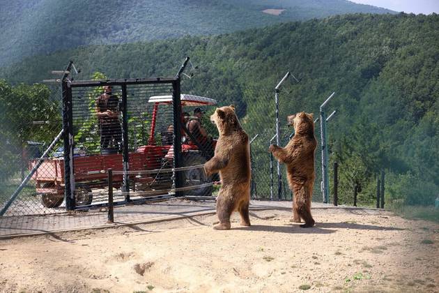 O mundo gira, e o planeta continua maluco! Em uma santuário de ursos em Kosovo, dois grandes ursos-pardos esperam que os tratadores trabalhem direito e lhe deem comida logo