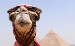 Um camelo de chapéu só observa a movimentação próxima às Grandes Pirâmides de Gizé, no Egito
