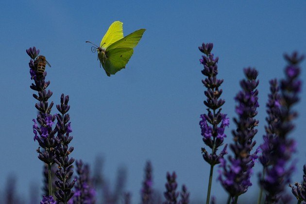 Essa é natureza em seu ápice, como mostra uma borboleta zanzando tranquilamente em um campo de lavanda na Polônia
