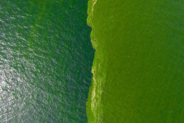O calor causou a proliferação em massa de plânctons, e o resultado foi essa alteração na coloração na água verde do marCONTINUE POR AQUI: Pare o que estiver fazendo e veja essas abelhas cansadas dormindo dentro de flores