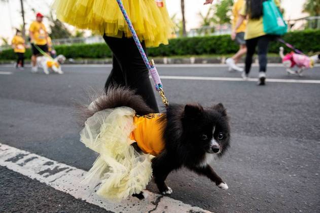 O mundo gira e o planeta continua maluco! Em Manila, capital das Filipinas, um cachorro alegre e bem-vestido passeia com a dona durante uma caminhada beneficente