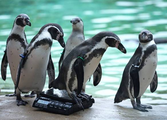 Pinguins do Zoológico de Londres se pesam, durante a aguardada maratona que mede a saúde dos animais da instituição