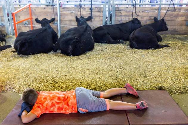 Um menino tira uma soneca ao lado das vacas na Feira Estadual de Iowa em Des Moines, Iowa. Dia normal!LEIA MAIS: Artes chocantes criadas por inteligência artificial mostram as últimas selfies da humanidade
