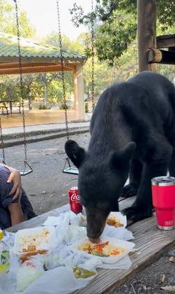 Um urso-negro enxerido comeu tacos e enchiladas em um piquenique em família, em Nuevo Leon, MéxicoNÃO PERCA: Homem vê nuvem em formato de carpa e captura peixe maior que seu cachorro pouco depois