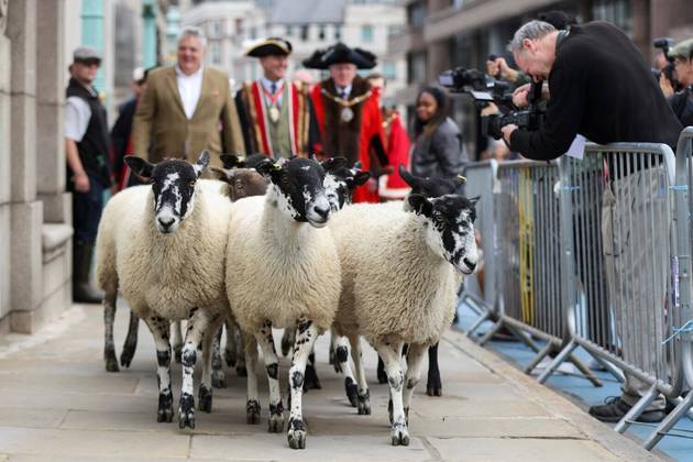 O mundo gira e o planeta continua maluco! Em Londres, capital do Reino Unido, pessoas conduzem ovelhas nas ruas da cidade, em um evento anual e tradicional dedicado exclusivamente a isso
