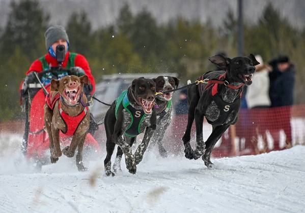 Um participante é puxado por uma equipe de cães durante uma competição regional de corrida de cães de trenó, em Omsk, na RússiaVALE SEU CLIQUE: Planeta Maluco: as fotos mais estranhas da semana, tiradas ao redor do mundo