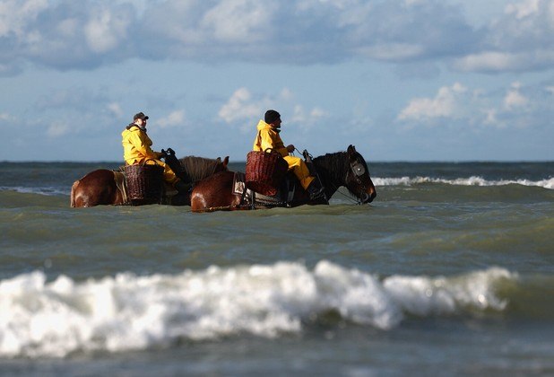 O mundo gira, e o planeta continua maluco. Enquanto isso, dois pescadores experientes usam cavalos e redes para capturar camarões, no litoral belga