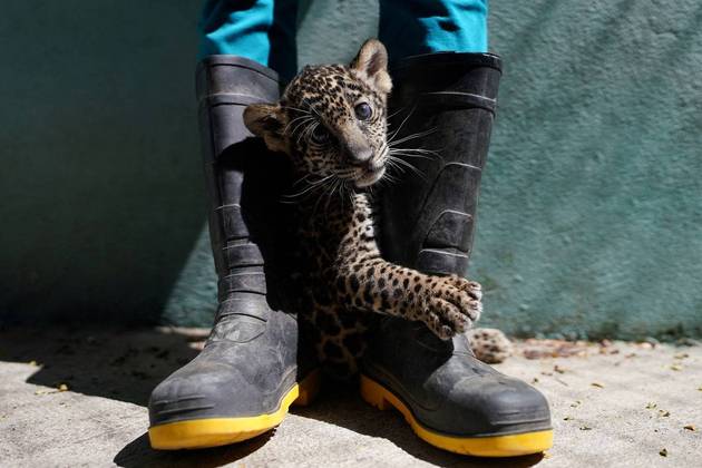 A semana continua agitada e o planeta maluco, menos para esse filhote de onça-pintada, bastante tranquila entre as botas de um tratador do Zoológico de Havana, em Cuba