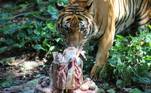 O tigre malaio Wira ganha um bolo de carne durante as comemorações do segundo aniversário dele, no National Zoo, em Kuala Lumpur, MalásiaVEJA ISSO: Trilhões de cigarras sairão da terra após 17 anos e cantarão muito alto