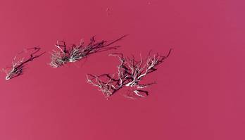 Confira imagens de uma semana estranha em todo o mundo (Daniel Feldman/Handout (via Reuters) - 29.07.2021)