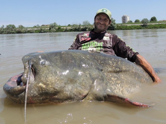 Pescador segura bagre gigante em Mântua, ItáliaBombou no HORA 7! Russo é atacado até a morte por tubarão, na costa do Mar Vermelho