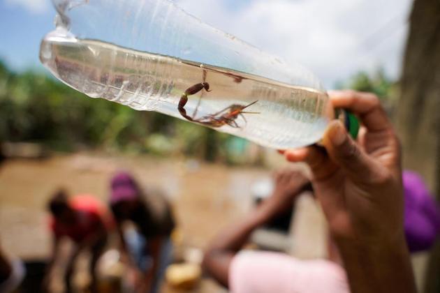 Garrafa com escorpião resgatado em casa inundada após fortes chuvas, na cidade de Esmeraldas, no EquadorVeja também: Cliente divulga foto de lanche de fast-food com larva no meio do pão: 'Estômago revirando'