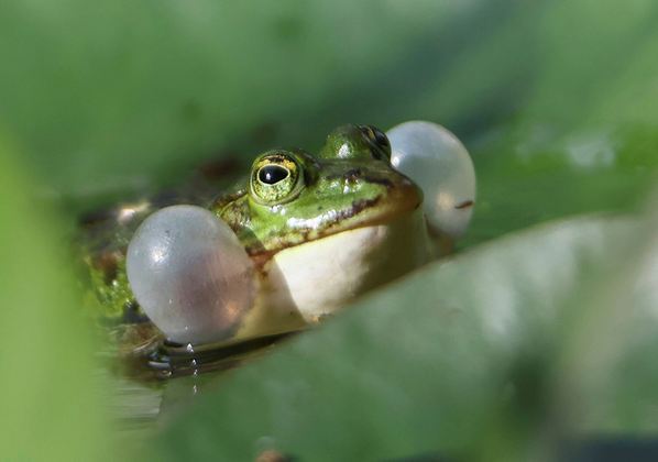 Um sapo com as bochechas inchadas sobre um nenúfar, em um lago artificial nos arredores de Bad Honnef, Alemanha