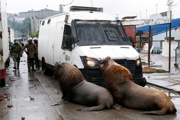 Em Valparaíso, ainda no Chile, leões-marinhos obstruem o caminho da tropa de choque local, durante confrontos com pescadores, que protestavam contra o governo após a revogação da lei de pesca existente e o não pagamento dos bônus prometidos