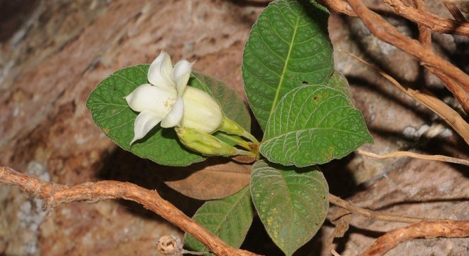 Planta parente do café 