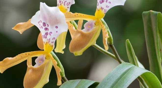 Orquídea do Laos 