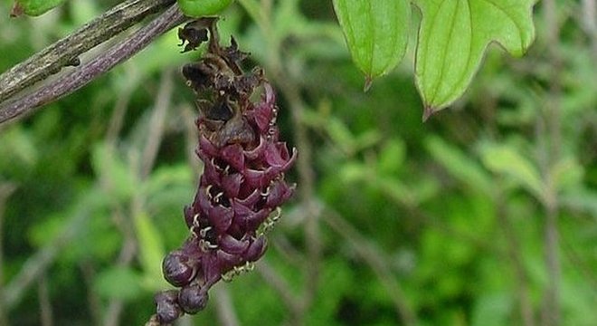 Um inhame-trepadeiro da África do Sul 