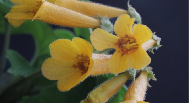 Planta com flor alaranjada do Vietnã 