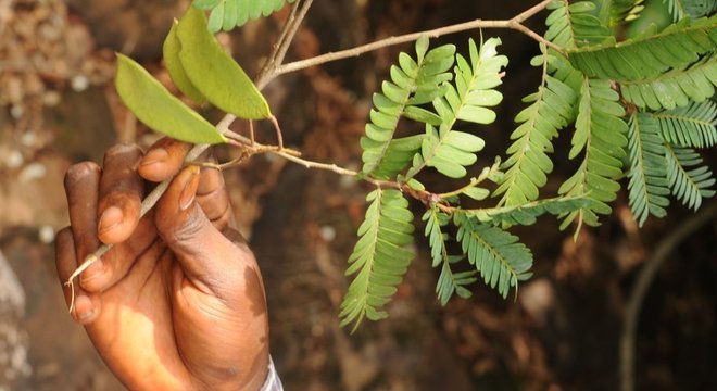 Árvore tropical da Guiné 