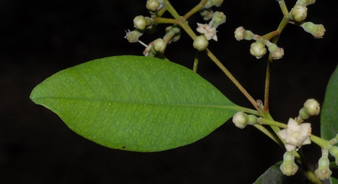 Nova árvore da família da pimenta 