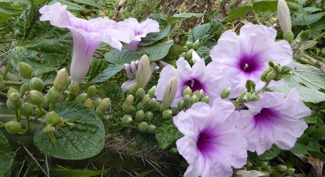 Flor dos vales da Bolívia 
