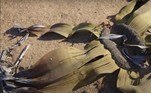 Por culpa dessas transformações, ocorridas há 86 milhões de anos, a planta se tornou um ser vivo fácil de manter a própria existência com poucos recursosNÃO PERCA: Drone registra baleia curiosa nadando ao redor de caiaque