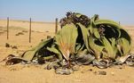 O DNA da Welwitschia foi analisado em um estudo publicado pelo periódico científico Nature, em 12 de julho, que tentou desvendar o segredo de como ela consegue viver tanto