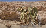 Até o momento, a planta era um pequeno mistério científico, uma vez que consegue sobreviver no meio do deserto da Namíbia