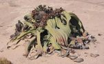 Welwitschia é uma das plantas mais estranhas e fascinantes da natureza. Apesar dessa aparência de que está quase morta e destruída, ela é um dos seres vivos mais longevos que existem e chega a viver 3.000 anos, segundos estudos